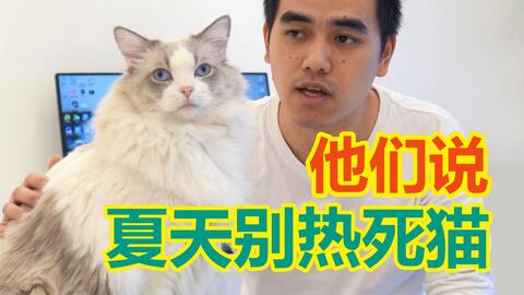 怕猫中暑 学会这3招帮猫解暑降温 哔哩哔哩 Bilibili