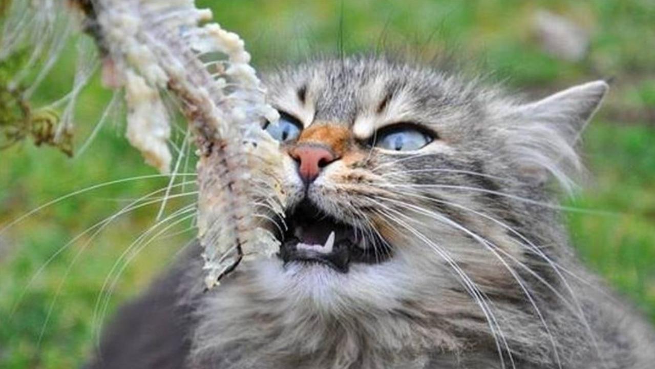 为啥猫吃鱼从不怕卡到鱼刺?镜头放慢至50倍,看完涨知识了!