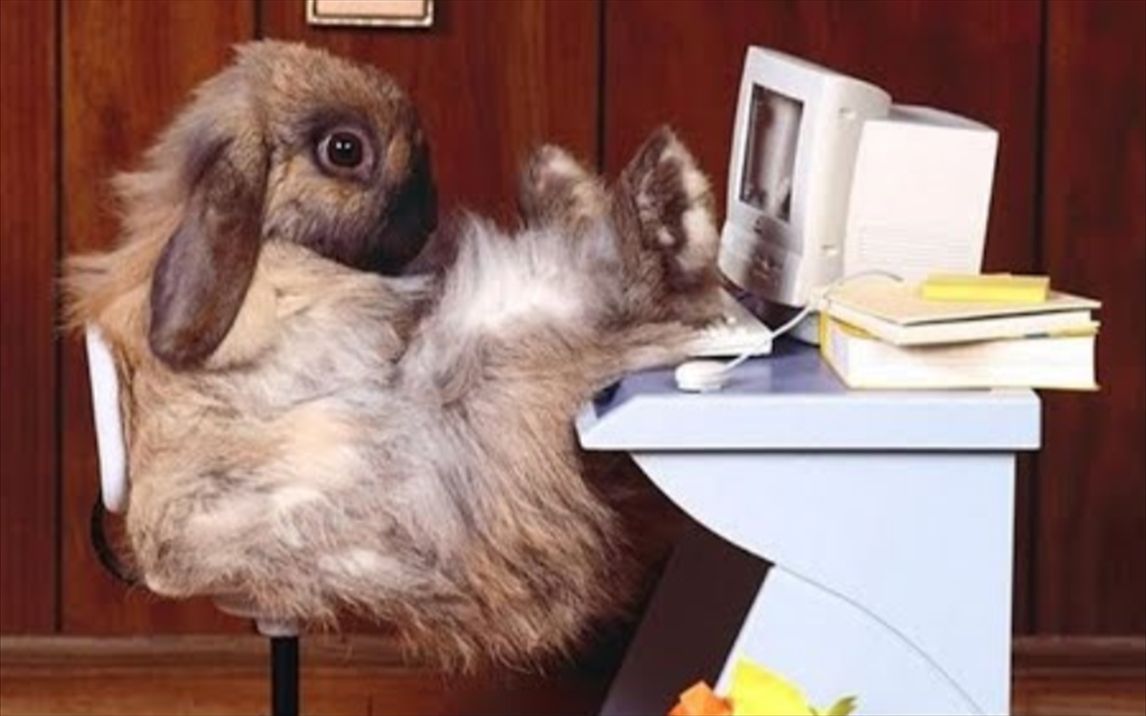 【迷惑行为大赏】有趣的兔子搞笑视频_哔哩哔哩_bilibili