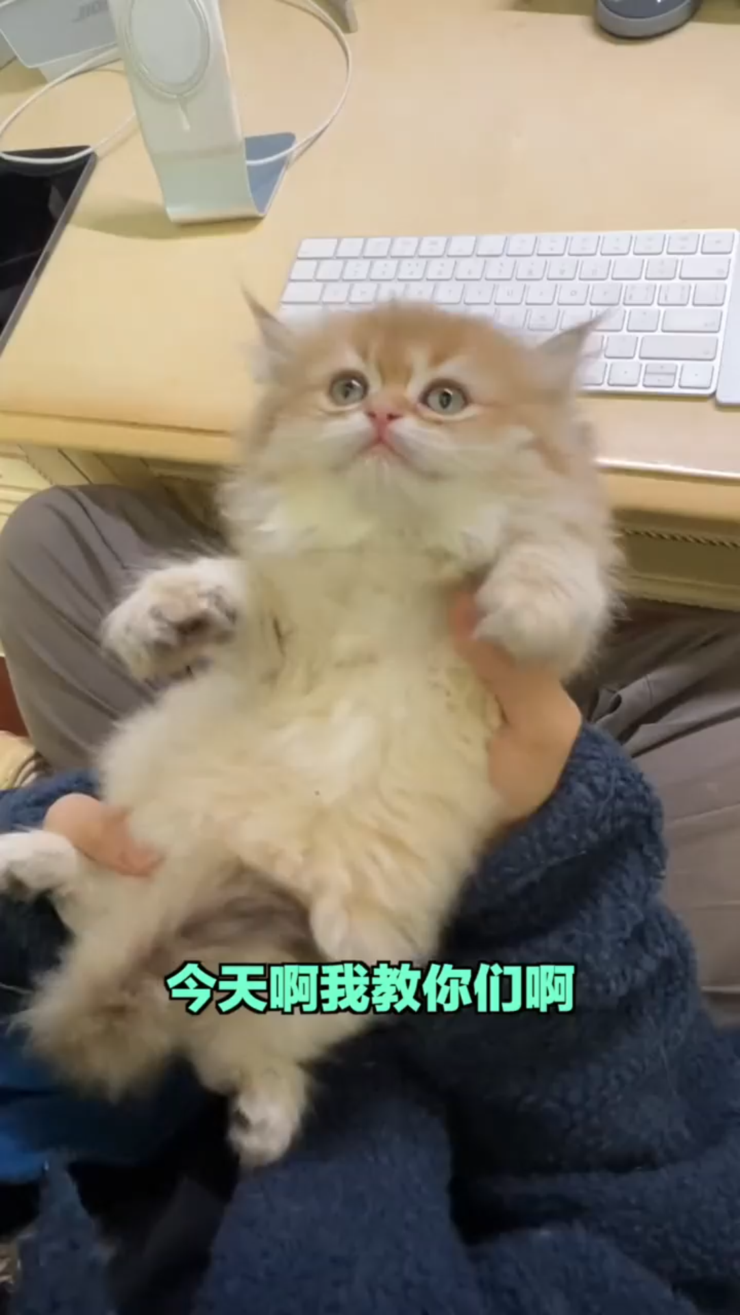 我的猫不干人事:史上最完整的吸奶猫教程哔哩哔哩bilibili