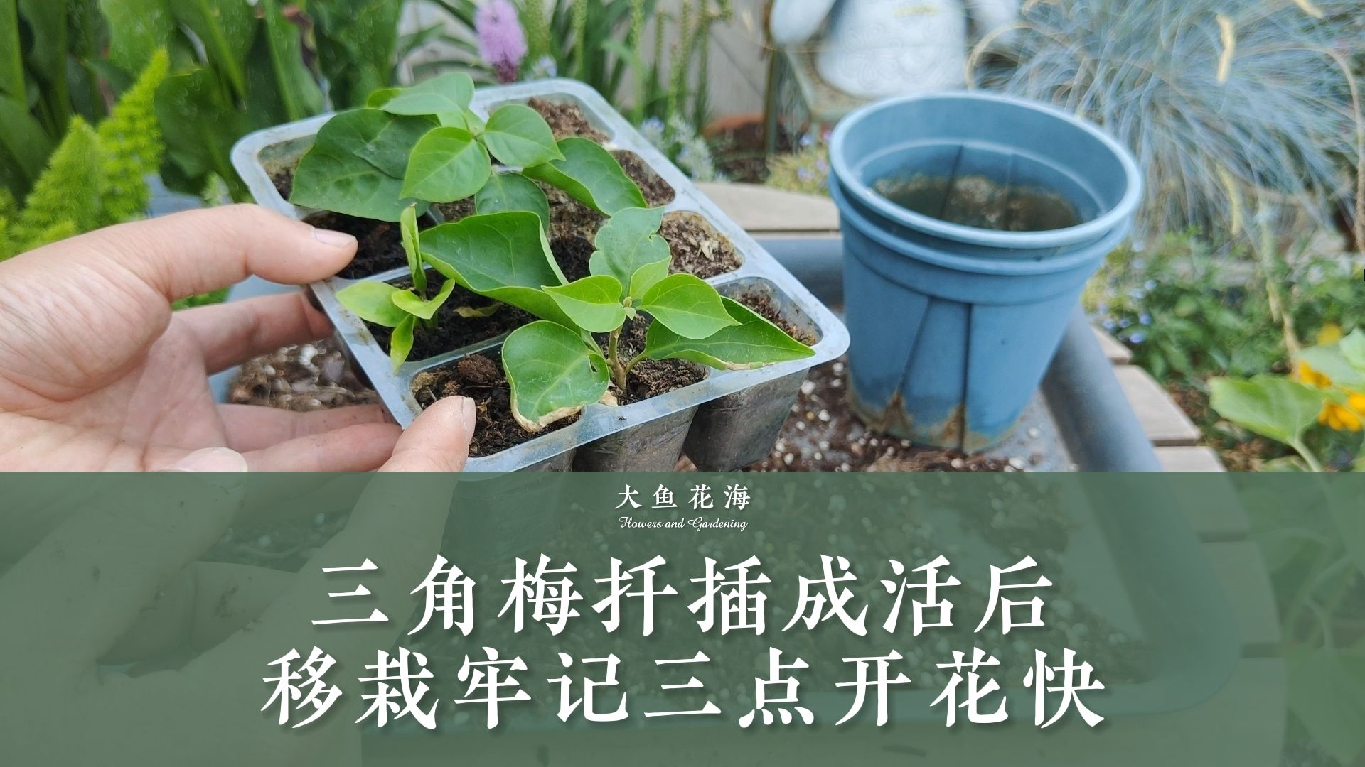 三角梅扦插成活后,怎么移栽开花快?牢记三点,花开满盆!