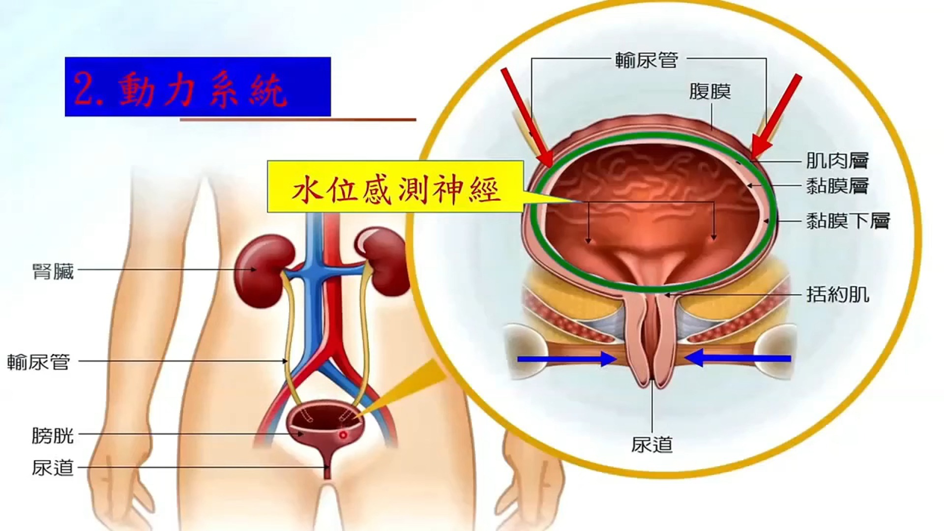 古典醫學之人體設計系列