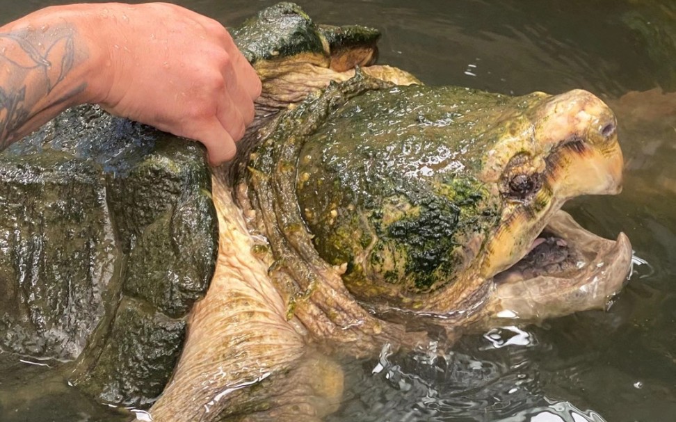 101dd老任挑战抓65㎝原种大鳄最终搏斗已失败告终