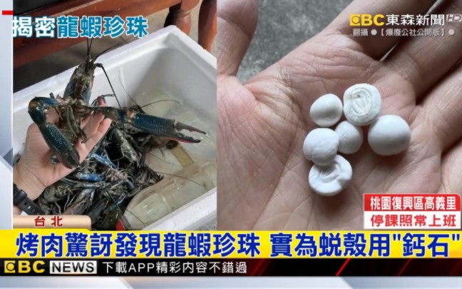 台湾内行人:事龙虾蜕壳用的钙石……_哔哩哔哩_bilibili