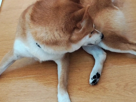 【柴犬七六】狗狗的挠痒方式