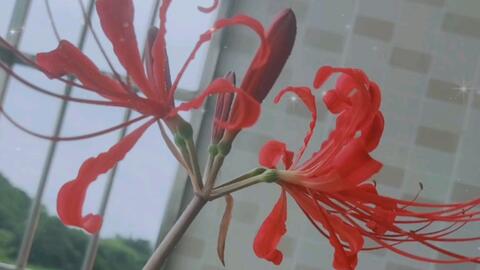 日常记录 记录一株彼岸花的成长过程 哔哩哔哩