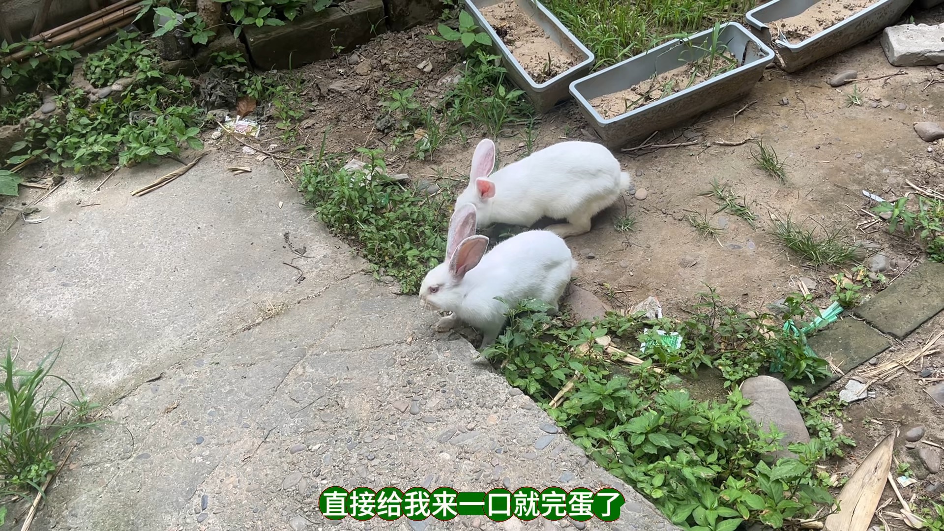 兔子打架跟着遭罪