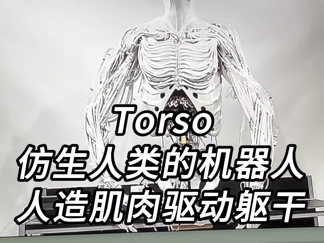 仿生学的终极对象,完全仿生人类的机器人Torso,用人造肌肉驱动身体躯干,性能趋近人类,西部世界不再是科幻电影!哔哩哔哩bilibili