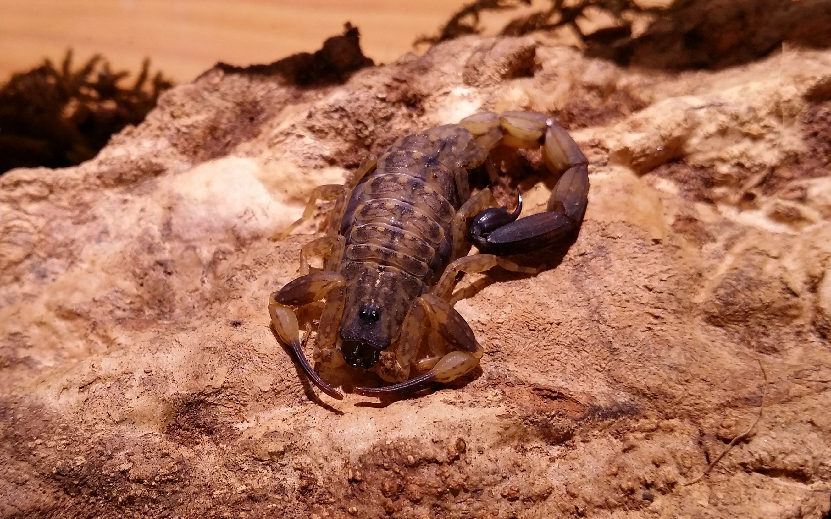 【蝎子】尖刺信使蝎lychas mucronatus捕食