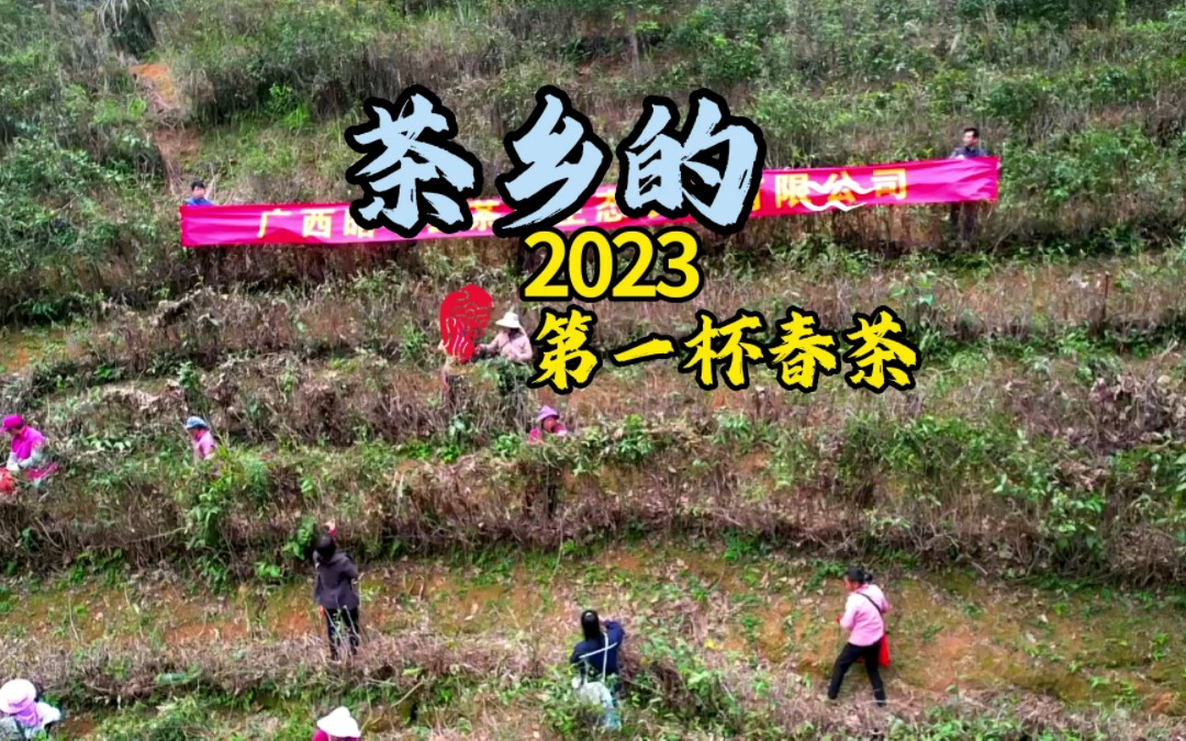 茶乡的2023第一杯早春茶如约而至…#春茶#昭平#中国长寿之乡#有机茶#秀出家乡美#茶#广西#桂江#贺州#中国名茶之乡#春茶采摘哔哩哔哩bilibili