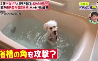 奥多摩パラリラ動物園 搜索结果 哔哩哔哩 Bilibili