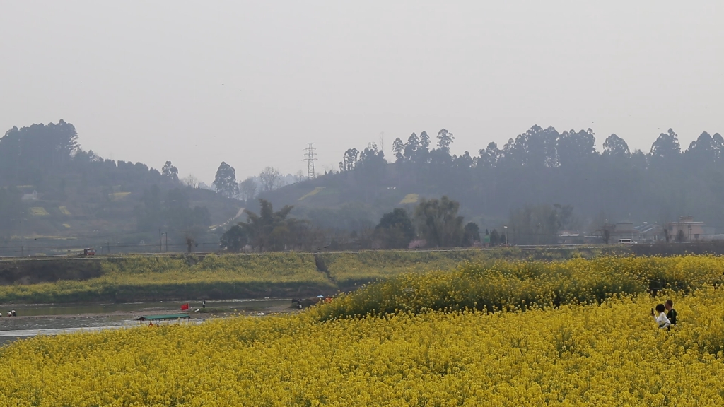 两河村油菜花图片