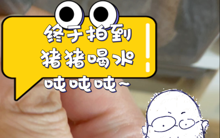 【猪鼻蛇】终于拍到猪猪吨吨吨喝水啦