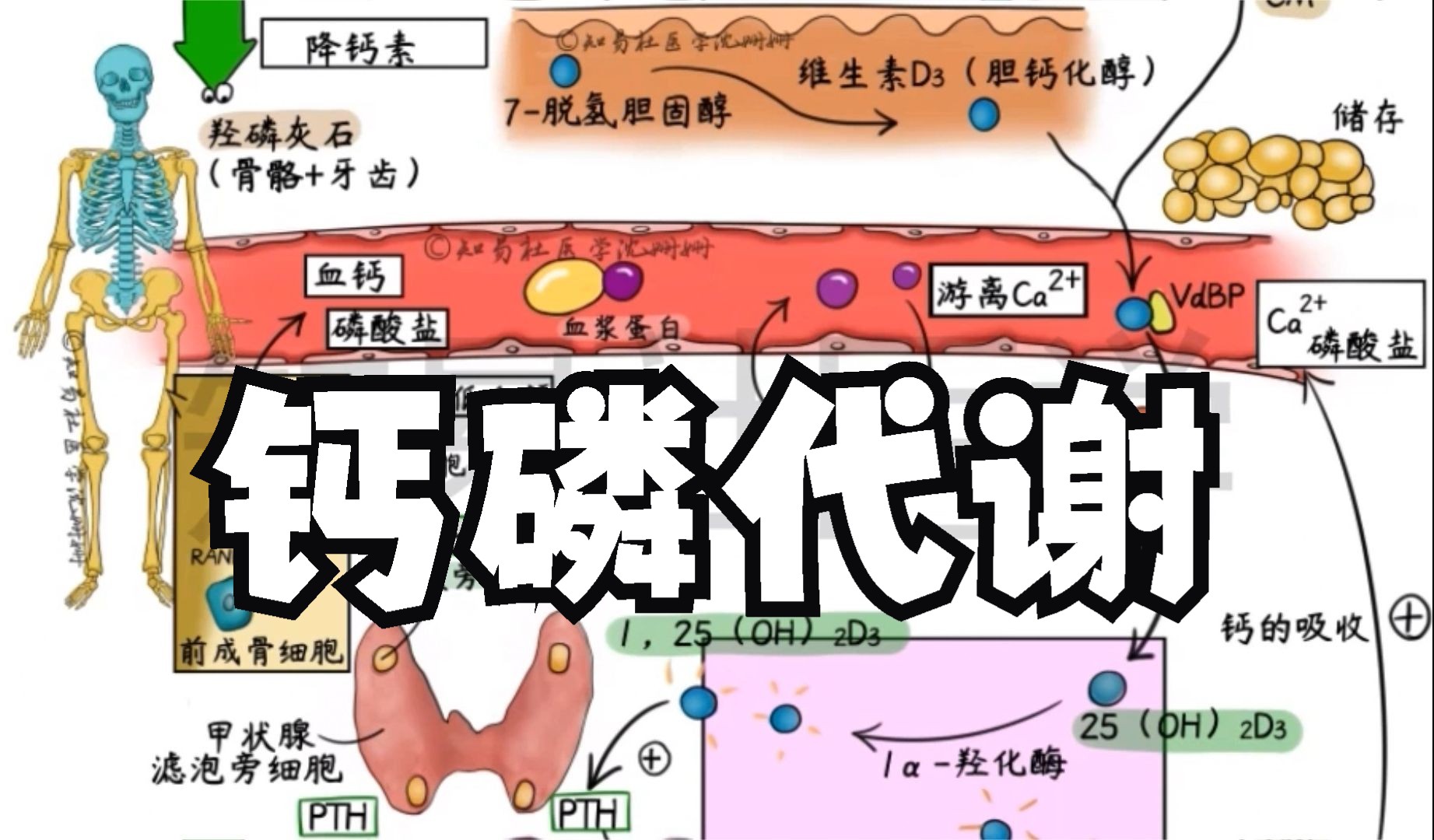 医学带背 钙磷代谢哔哩哔哩bilibili