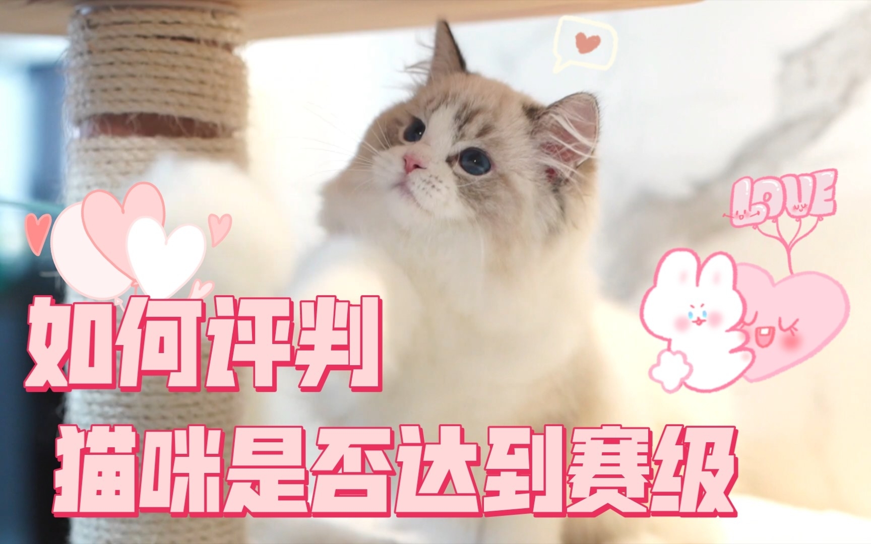 如何评判猫咪是否达到赛级?哔哩哔哩bilibili