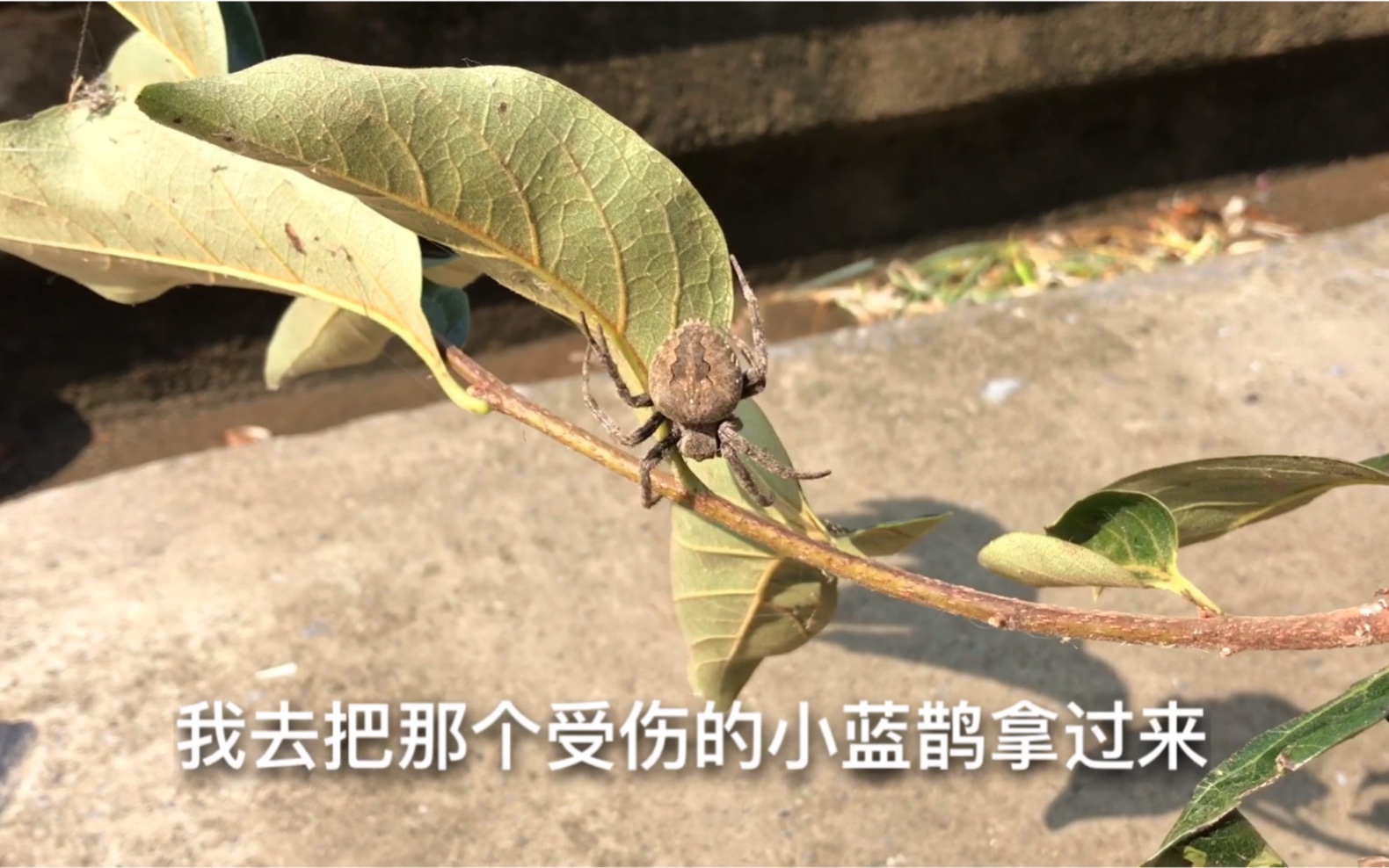 蜘蛛是鸟类高营养食物,看主人如何抓蜘蛛喂受伤的小鸟哔哩哔哩bilibili