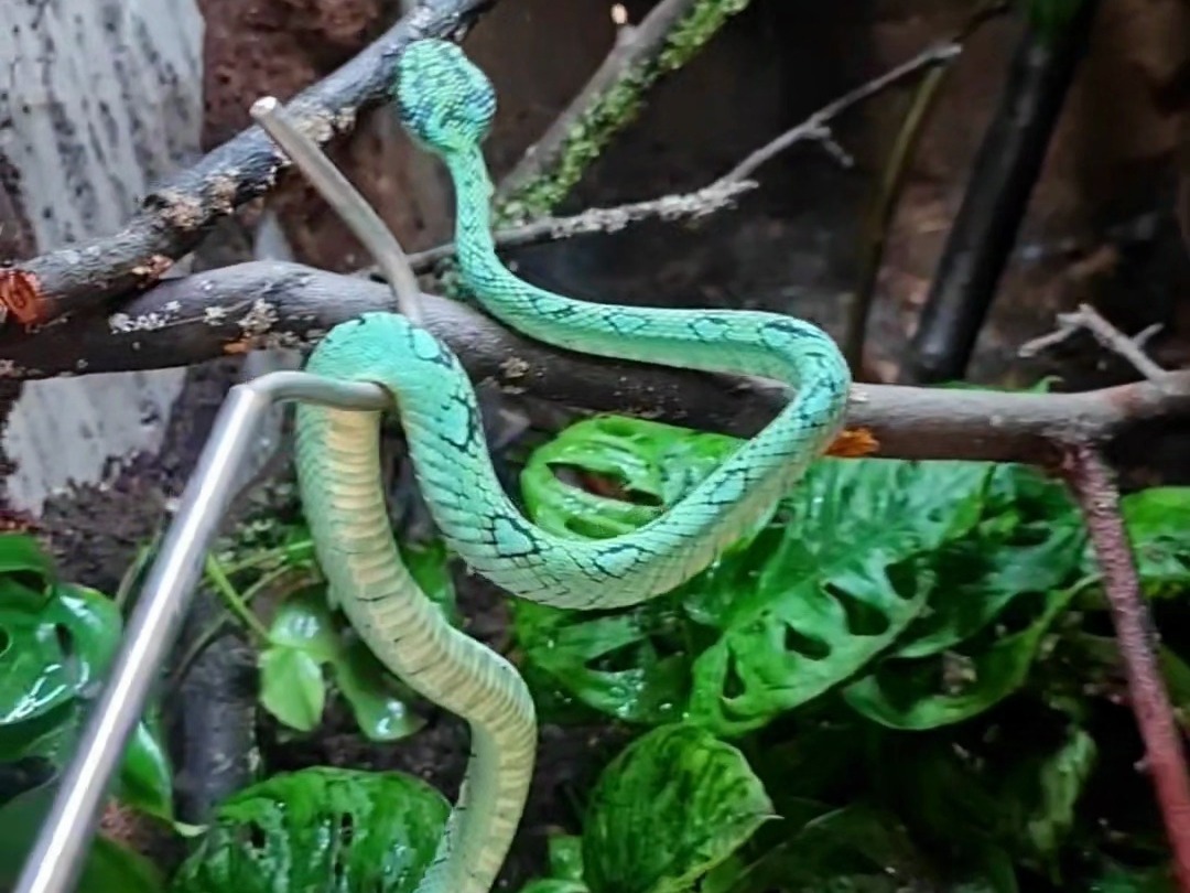 —trimeresurus trigonocephalus