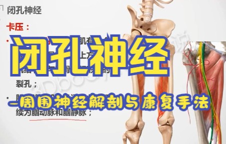 闭孔神经-周围神经解剖与康复手法_哔哩哔哩_bilibili