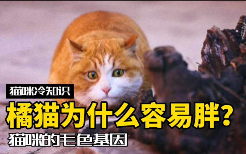 颜色决定体重?橘猫为啥容易胖?哔哩哔哩bilibili