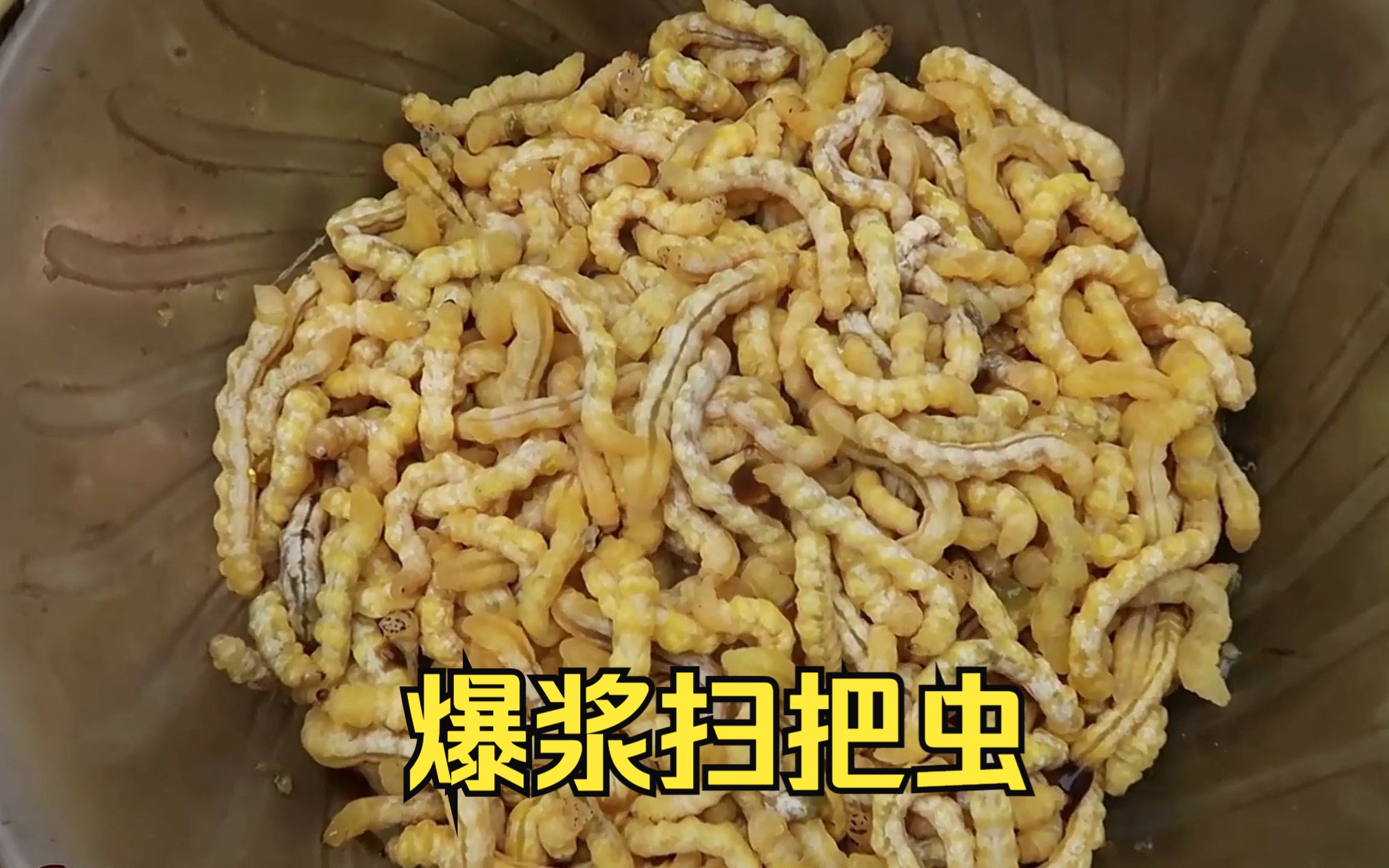 小小的芦苇节内藏着高蛋白,营养价值极高的扫把虫,这样吃才可以