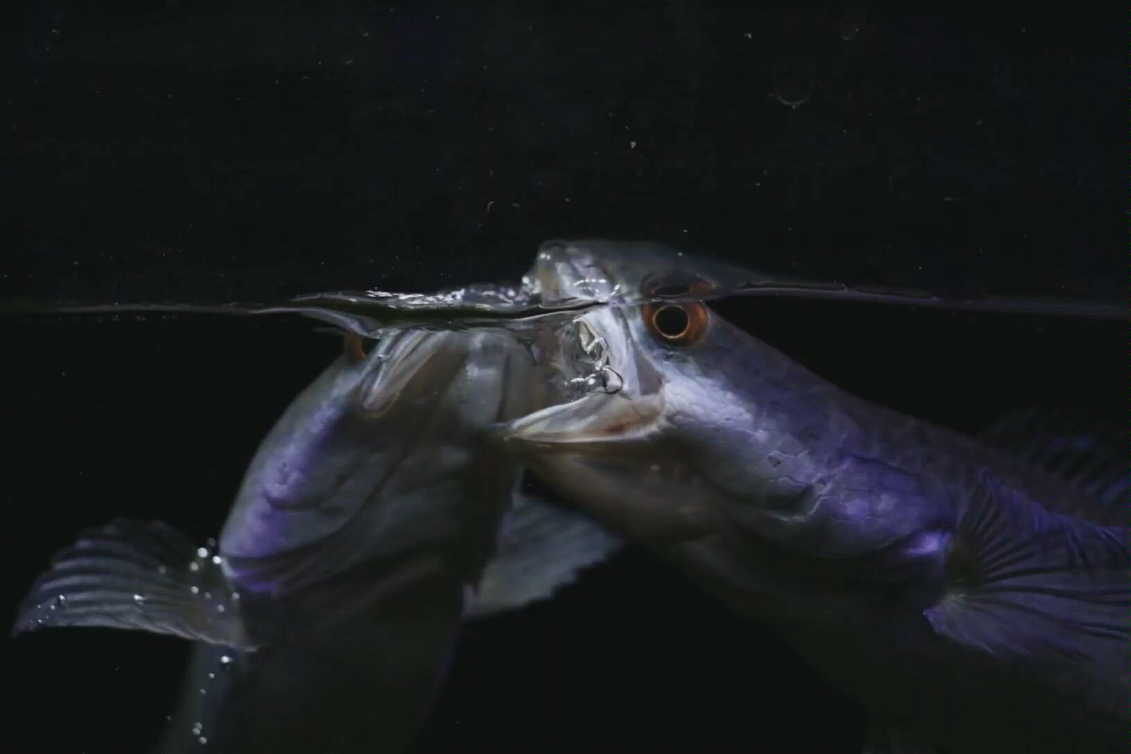 加里曼丹黑魔神