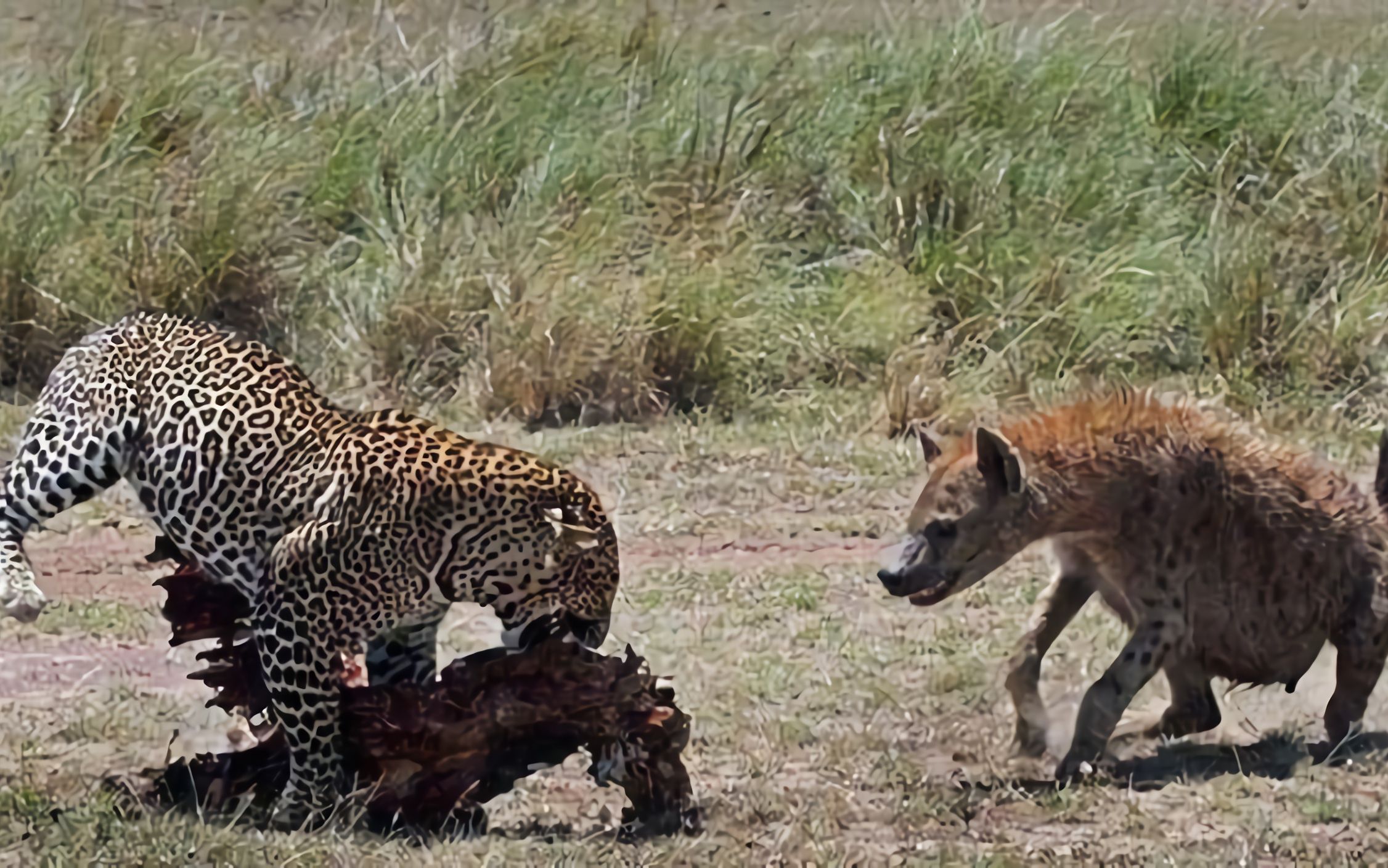 催人泪下的奇特联盟,花豹和鬣狗的跨物种友情_哔哩哔哩_bilibili