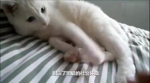 中华气死猫,谁养了谁后悔!哔哩哔哩bilibili