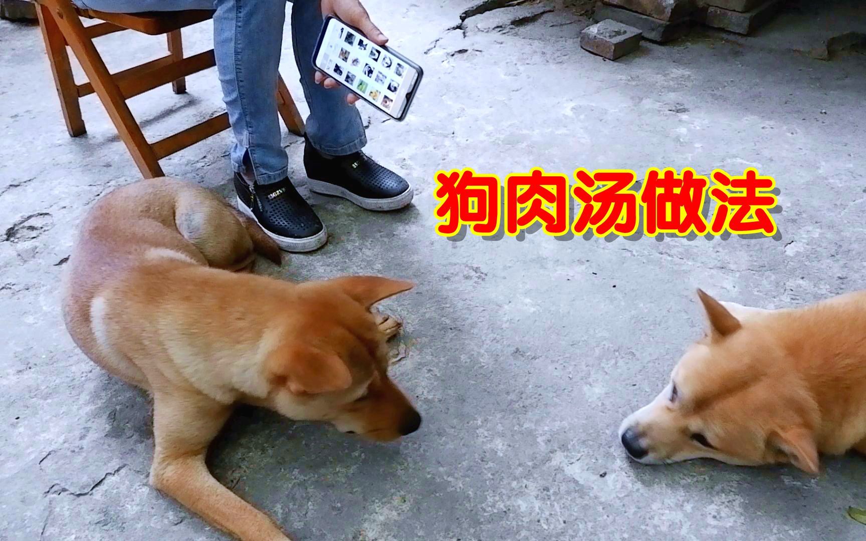 主人给狗狗播放狗肉汤做法狗浑身发抖腿都软了
