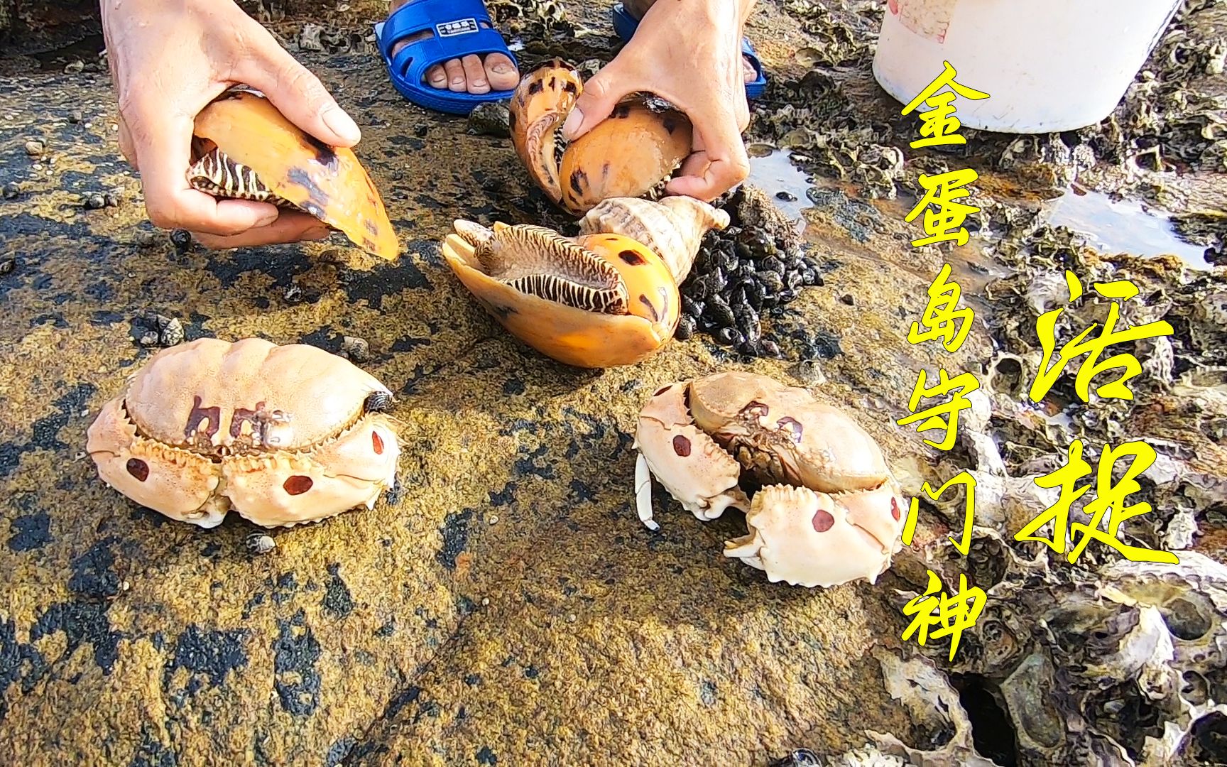 赶海小伙曝光捡螺的秘密,才到金蛋岛就抓两只守门神,今天发达了_哔哩