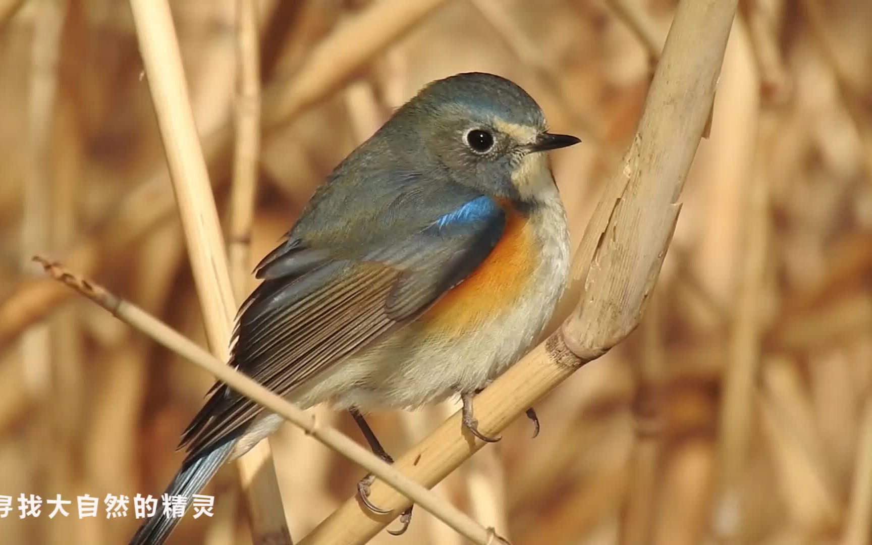 在北方難得有紅脅藍尾鴝這麼好看的小鳥