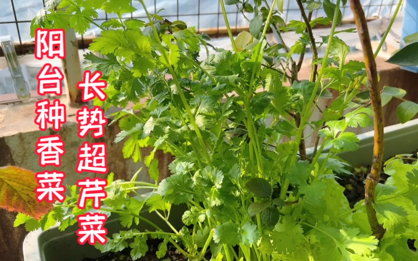 阳台种香菜,长势超芹菜,分享种植方法哔哩哔哩bilibili