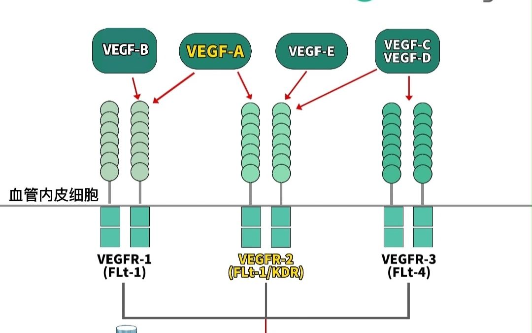 [图]为什么联合用药都喜欢用VEGF+VEGFR？