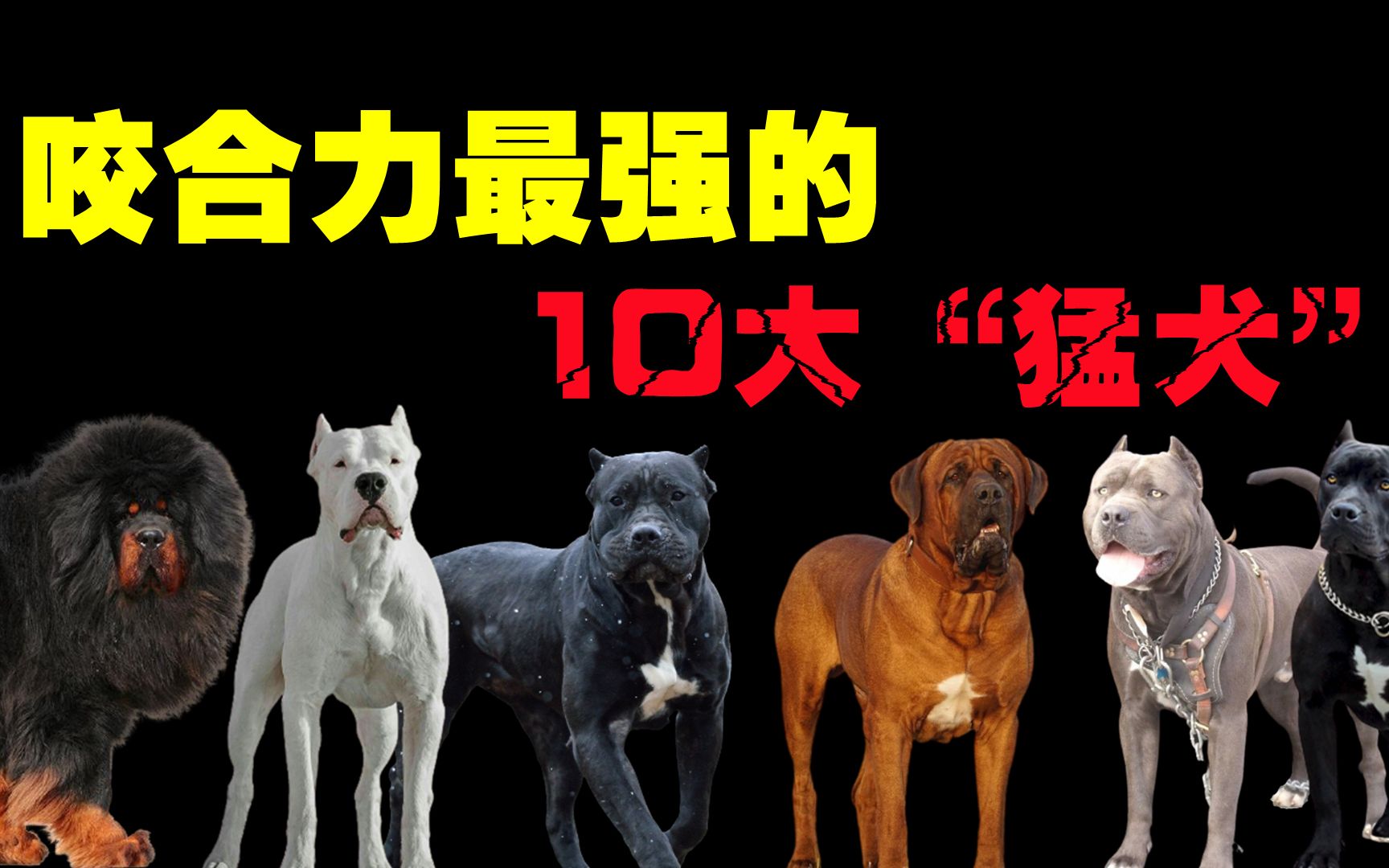 世界上咬合力最强的10大猛犬,你以为藏獒真的干不过狼吗?哔哩哔哩bilibili