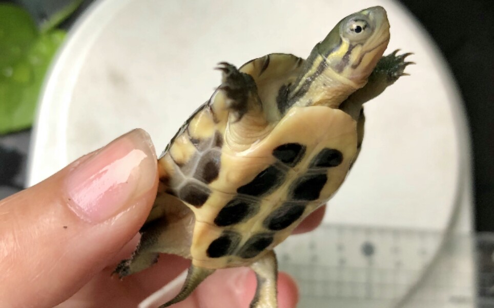 50包邮捡漏的超值腊龟苗.