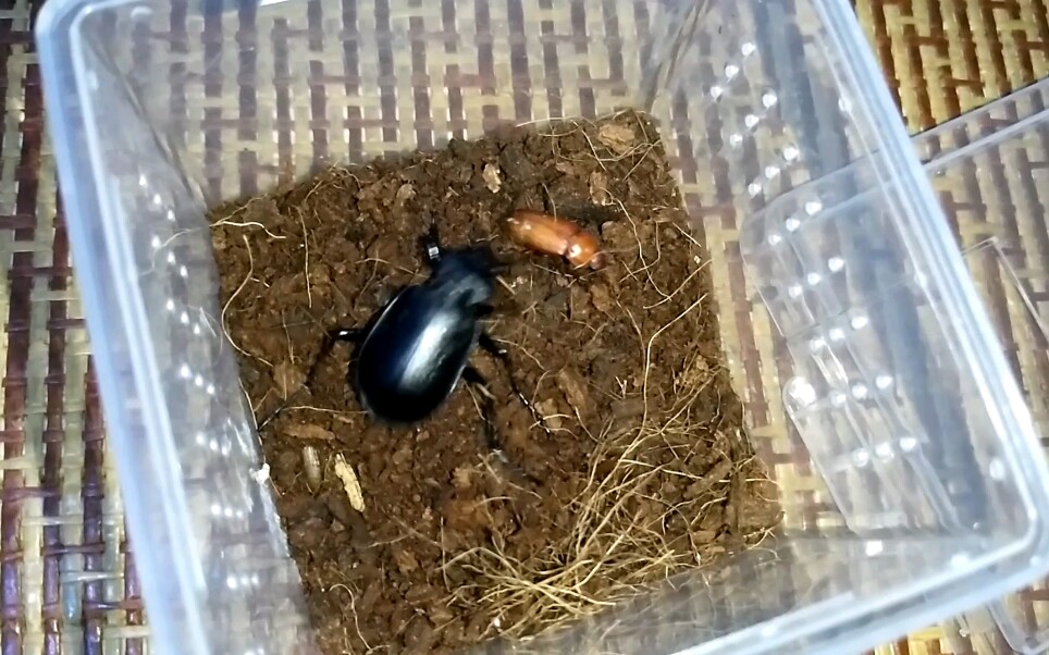 【大星步甲】一种看似很强,但实际战力只有五的步甲