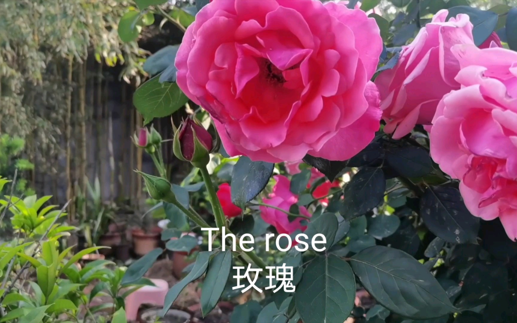 [图]The rose，玫瑰