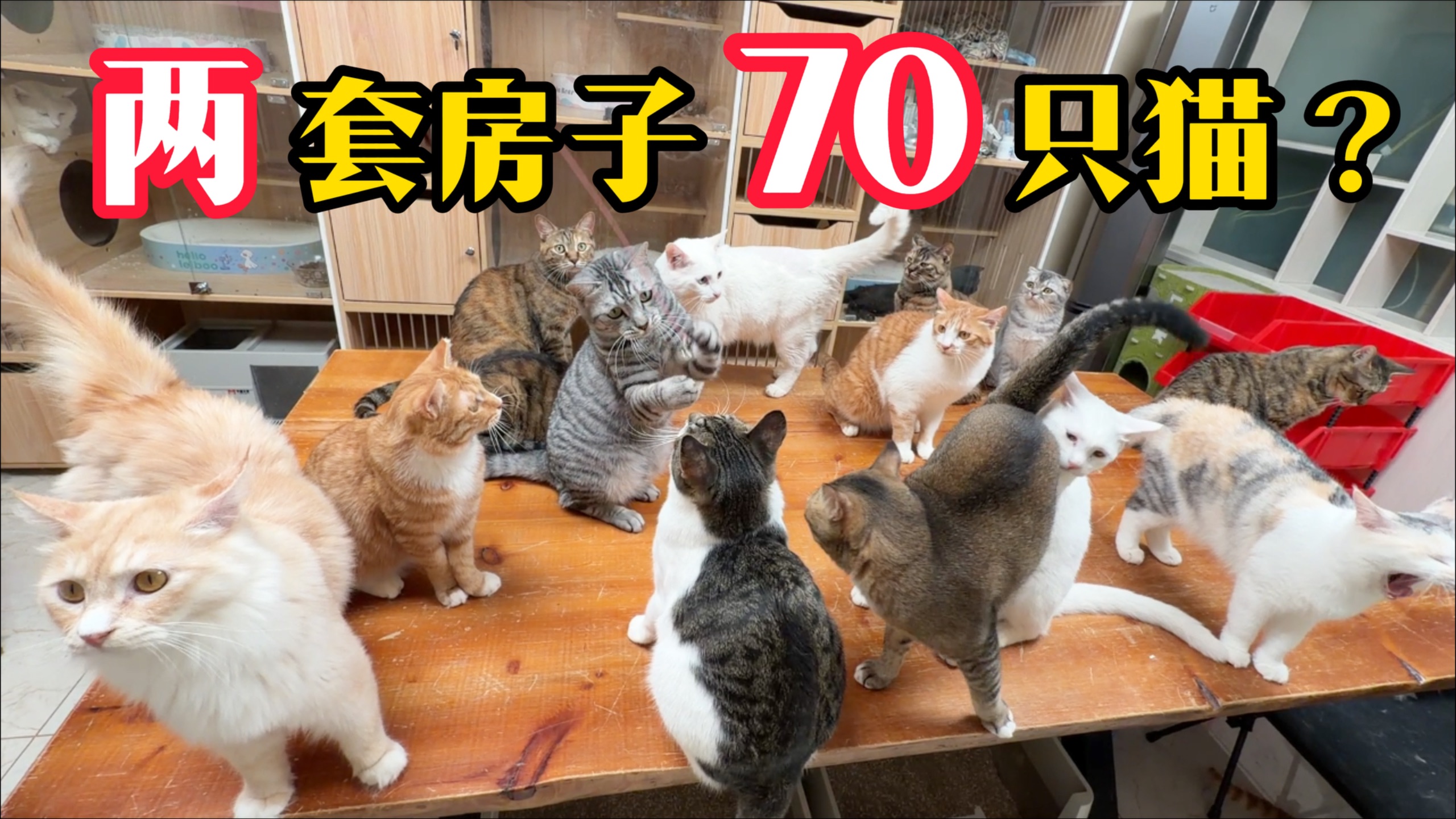 啥条件啊养70只猫？