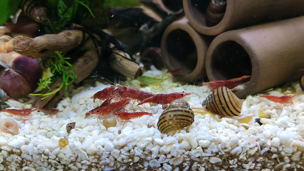 极火虾吃食|你要悄悄繁殖,然后惊艳所有人|换缸成功