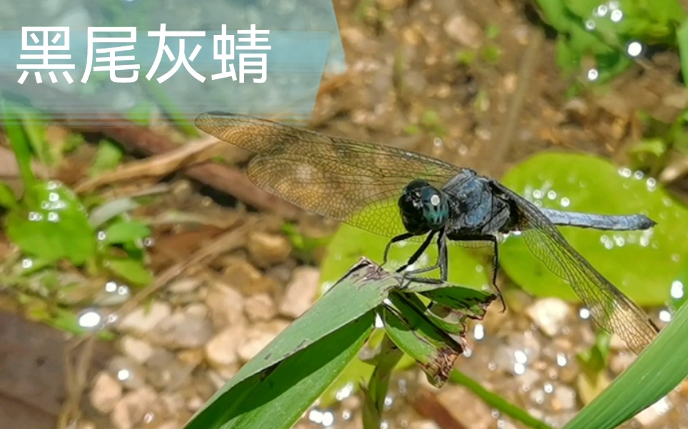 轻轻的,黑尾灰蜻飞过来了,停在水边上