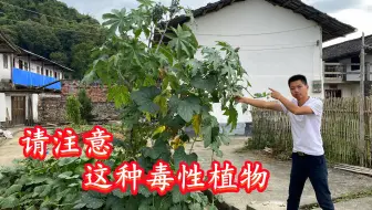 农村最毒的一种常见植物，遇见请一定远离它，很多人还不知道