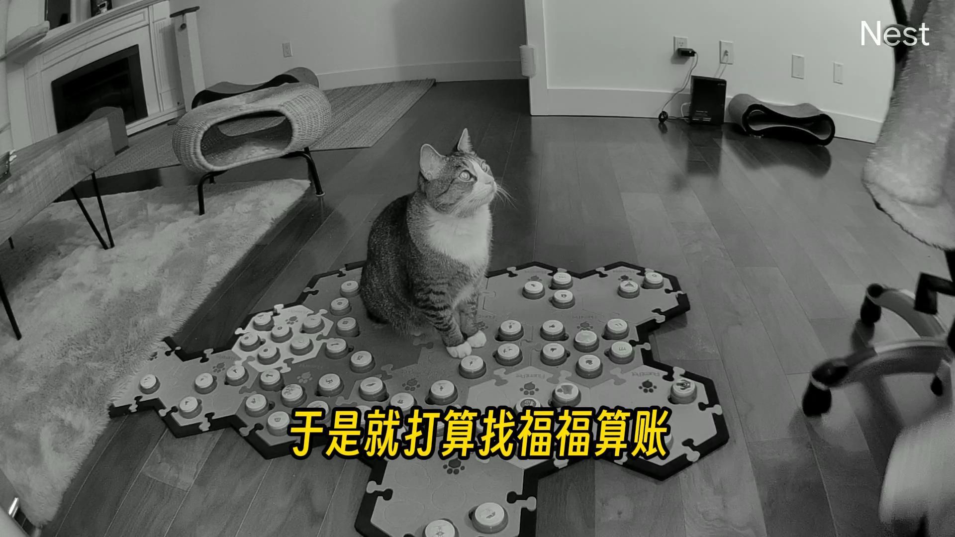 福福:打猫啦,这里有人打猫啦!-猫咪福福说-猫咪福福说-哔哩哔哩视频