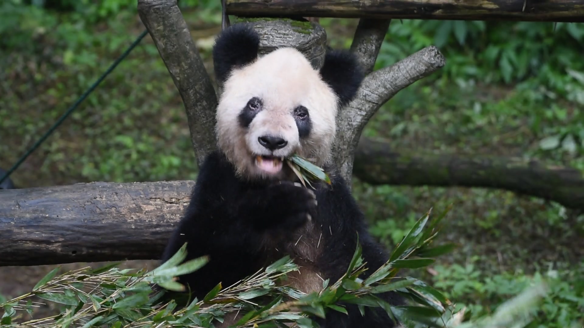 【大熊猫灵灵】外公每天好胃口(20191228)