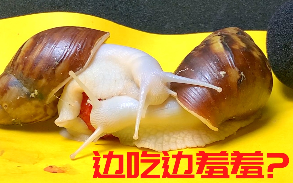 非洲蜗牛和女朋友一起吃草莓一边吃一边做运动