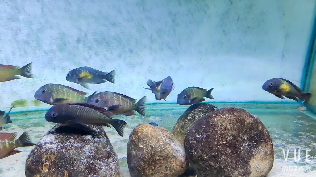 三湖慈鲷 卡萨卡拉维太阳斑蝴蝶&依兰姬蝴蝶_哔哩哔哩 (゜-゜)つロ