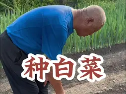 Descargar video: 东北开始种秋白菜了，就是腌酸菜，存冬菜的大白菜～ 今天神秘嘉宾打人小鸟又来了～