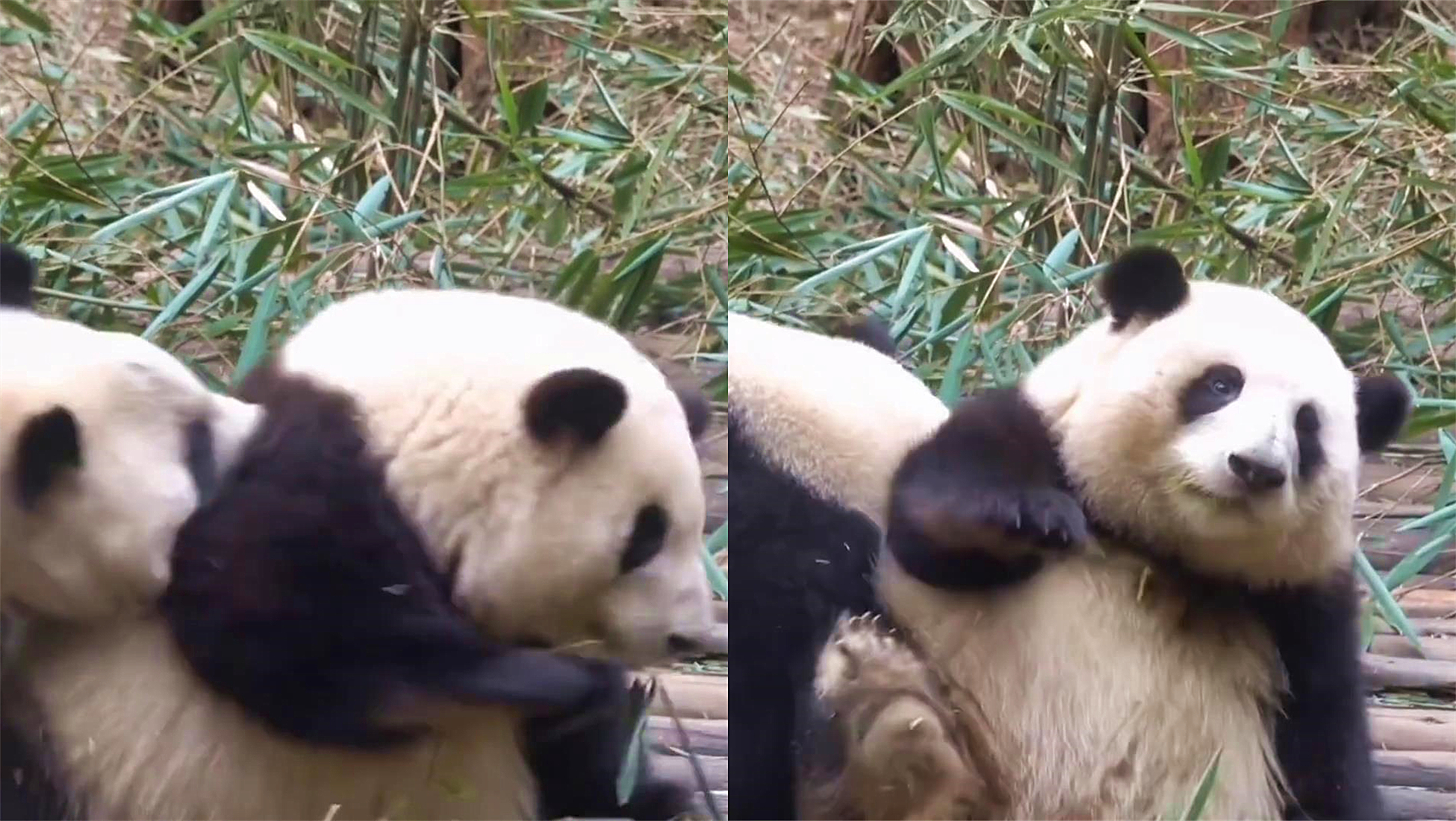 熊猫宝宝正跟游客打招呼,忽然一个"猪突猛进",和花:什么东西