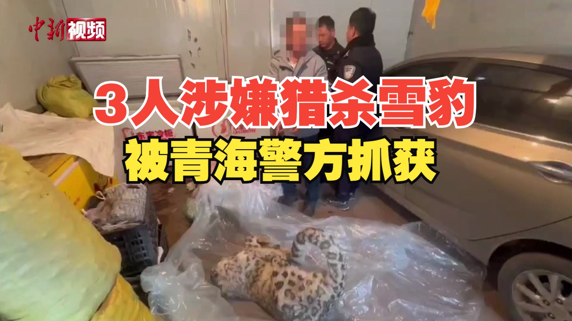 3人涉嫌猎杀雪豹被青海警方抓获哔哩哔哩bilibili