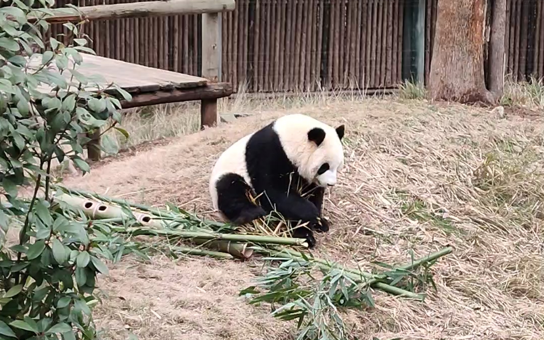 熊猫爬表情包图片