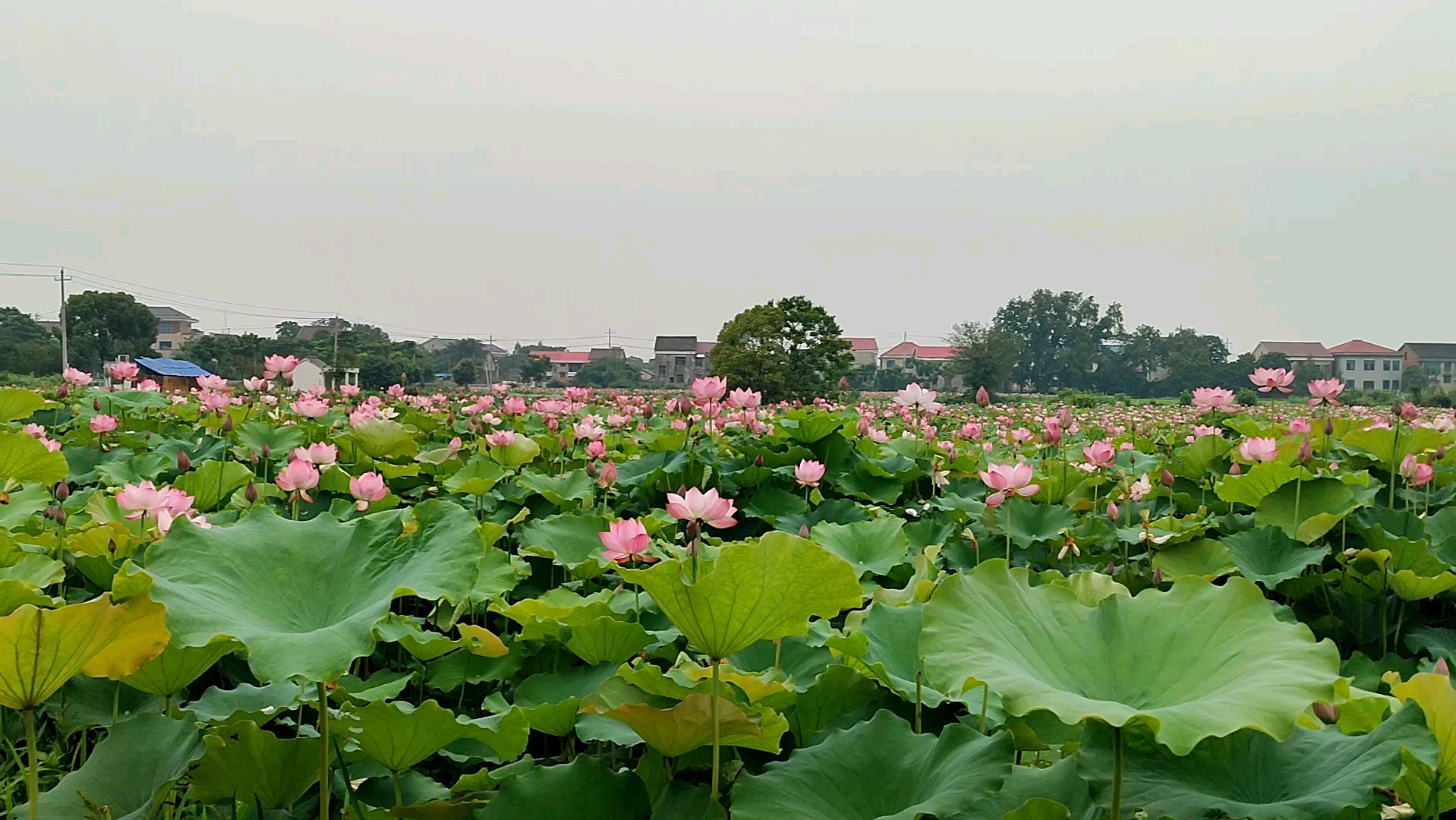 [图]荷花开了2023年6月