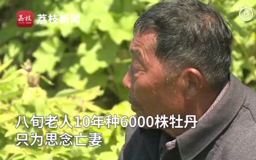 [图]老人思念亡妻，种下6000株牡丹：看到花开就不孤单